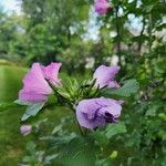 Hibiscus syriacusKvet