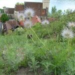 Pulsatilla grandis Fruit