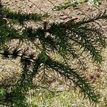 Larix occidentalis Leaf