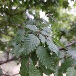 Carpinus orientalisBlatt