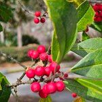 Ilex cassine Fruto