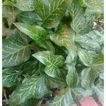 Arum italicum Fuelha