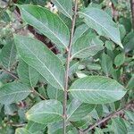 Lagerstroemia indica Fuelha