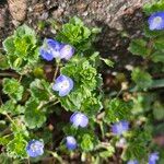 Veronica persicaFlower