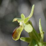 Ophrys virescens Fula