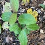 Viburnum nudum Leaf