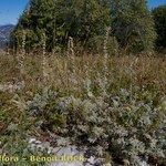 Artemisia armeniaca Celota