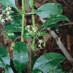 Rubia fruticosa Hoja