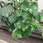 Ficus craterostoma 葉
