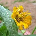 Zinnia peruvianaFlower