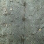 Neea floribunda Other