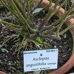 Asclepias angustifolia 樹皮