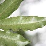 Syzygium cymosum Leaf