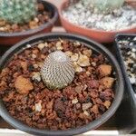 Rebutia heliosa Leaf