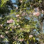 Tabebuia rosea Leaf