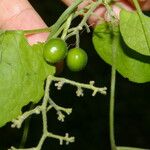 Sicydium tamnifolium Meyve