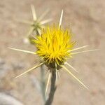 Centaurea solstitialis Blomst