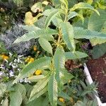 Aloysia citriodora Blad