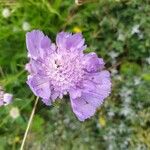 Lomelosia graminifolia Flor