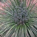 Yucca angustissima Leaf