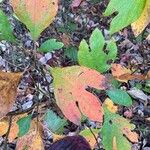 Sassafras albidum Leaf