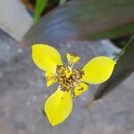 Trimezia martinicensis Virág