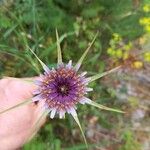 Tragopogon porrifolius花