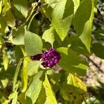 Callicarpa americana果實