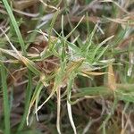 Brachypodium retusum Blad