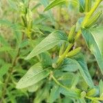 Oenothera elata Foglia