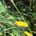 Carex vesicaria Kwiat