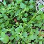 Stellaria apetala Blad