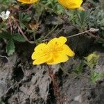 Potentilla grandiflora 花