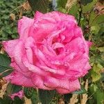 Rosa damascena ফুল