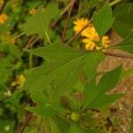 Tithonia diversifolia Foglia