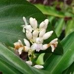 Alpinia galanga 花