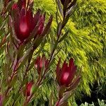 Leucadendron salignum Blomma