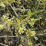 Retama sphaerocarpa Flower