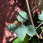 Bougainvillea spectabilisDeilen