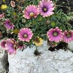 Dimorphotheca sinuata 花