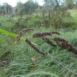 Echinochloa crus-galliBlomma