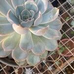 Dudleya pulverulenta Leaf