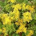 Sedum luteoviride