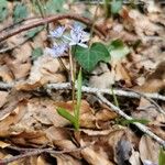 Scilla bifoliaFlower