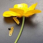 Ranunculus acris Çiçek