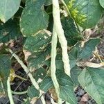 Phaseolus vulgaris 果實