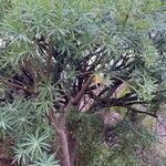 Euphorbia regis-jubae Leht