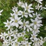 Ornithogalum divergensFlors