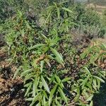 Cistus ladanifer Hoja