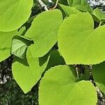 Cercidiphyllum japonicum Blatt